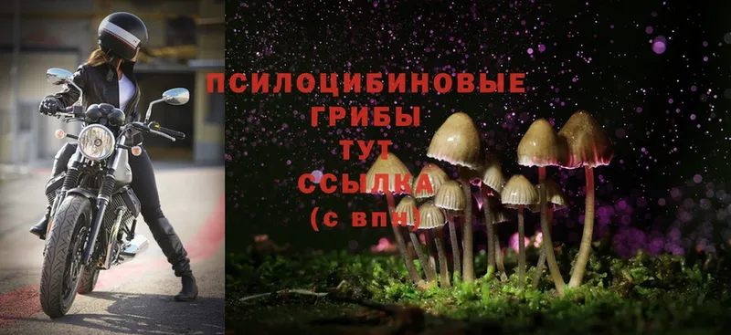 Галлюциногенные грибы Psilocybe  наркотики  Кинешма 